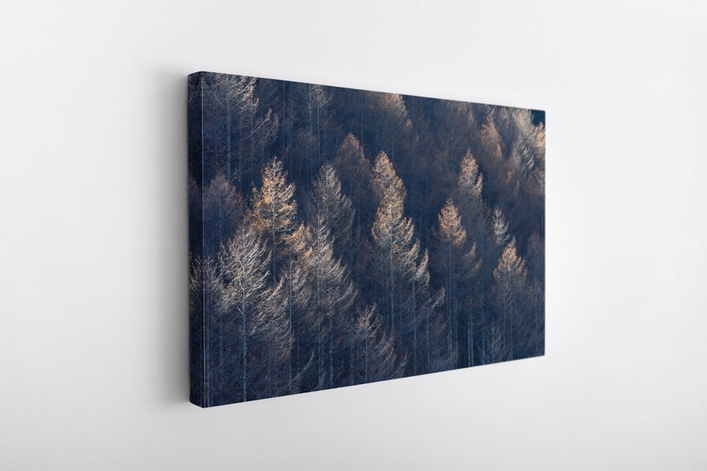 "Forest Patterns" | Nature Photography Print
