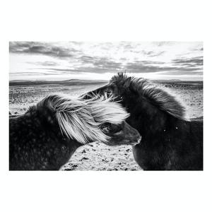 Fine Art Prints - "Affection" | Black & White Horse Photography