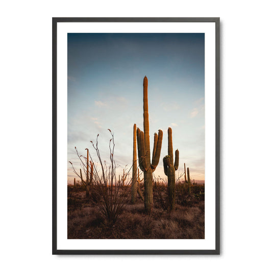 Sonoran’s Gentle Farewell