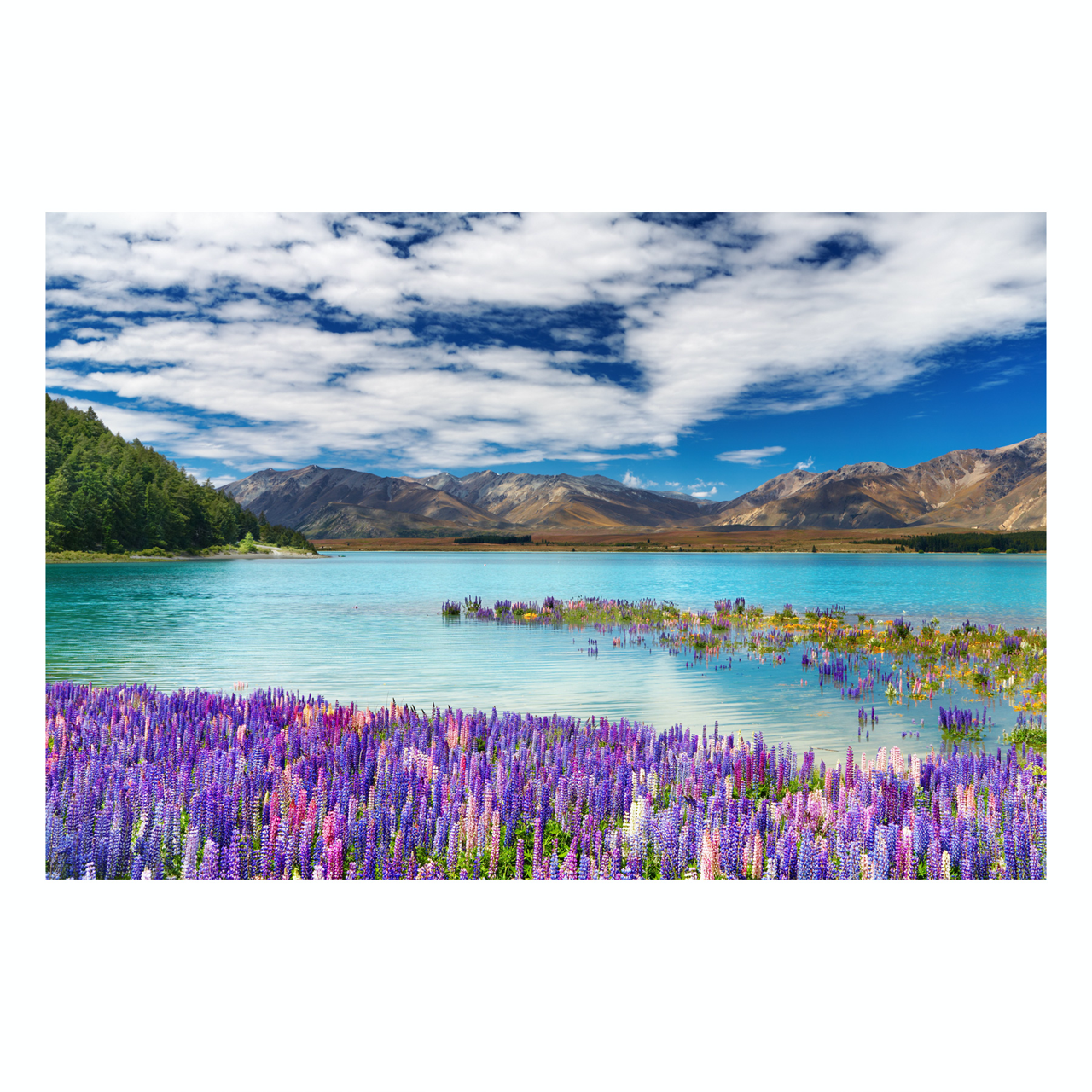 Springtime Splendor | Aluminum Print