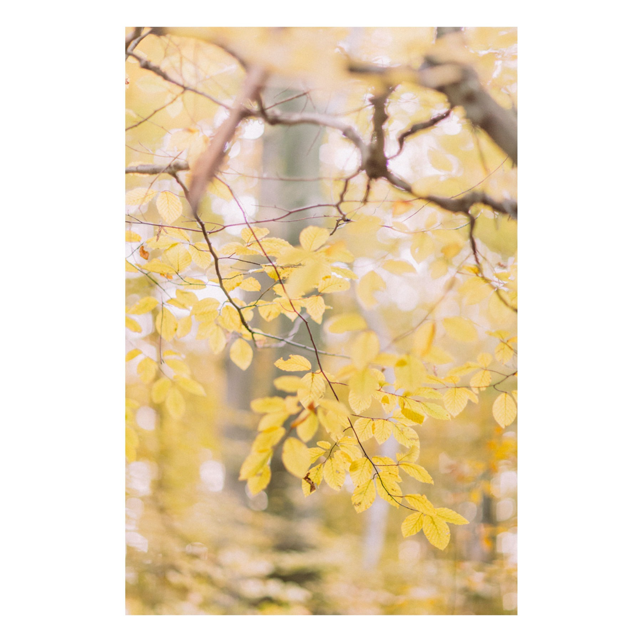 Golden Grace | Aluminum Print