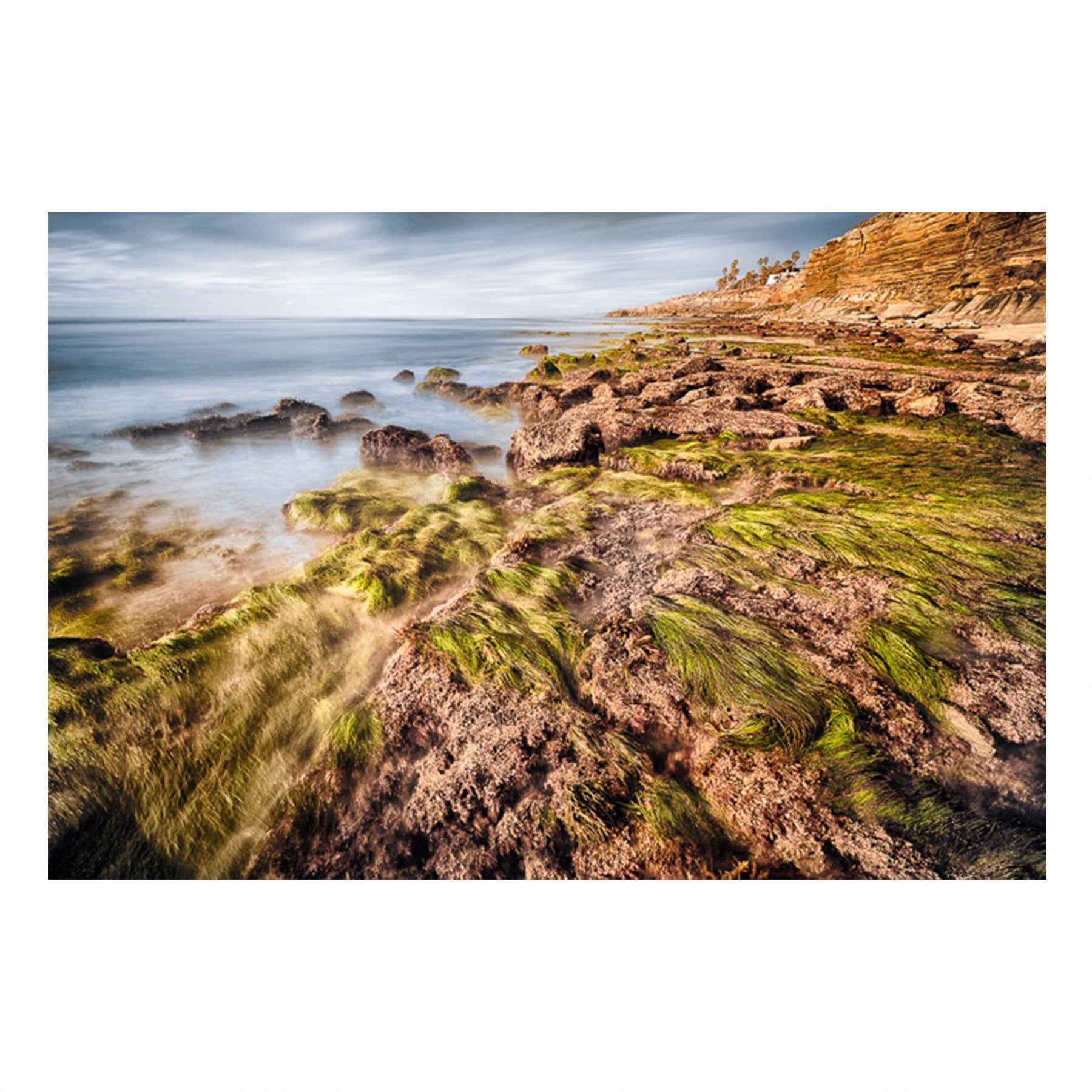 Fine Art Prints - Seagrass